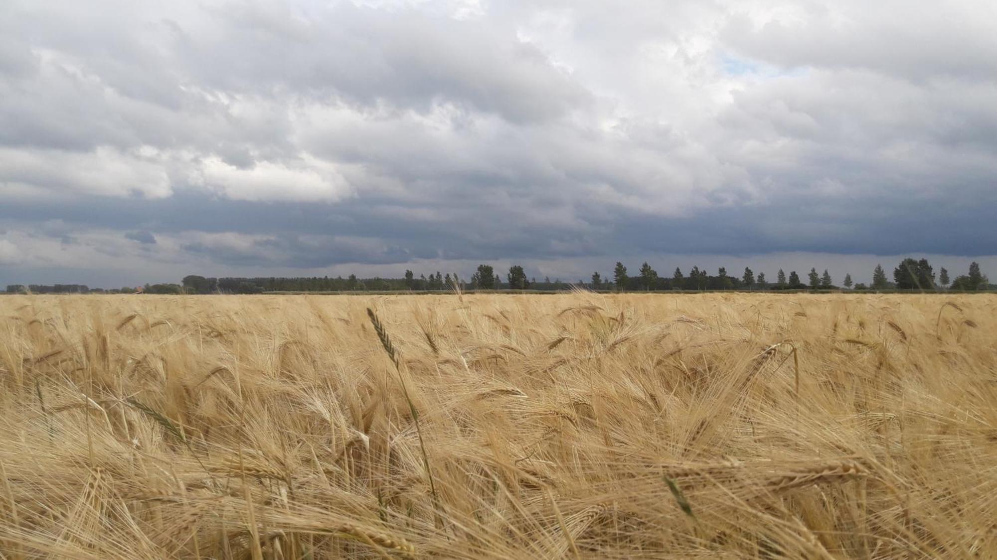 B&B De Hemelse Polder Sint-Laureins Zewnętrze zdjęcie